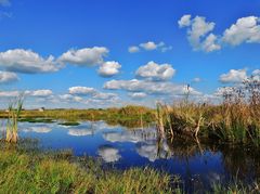 Gespiegelte "Spätsommer Flug-Watte"