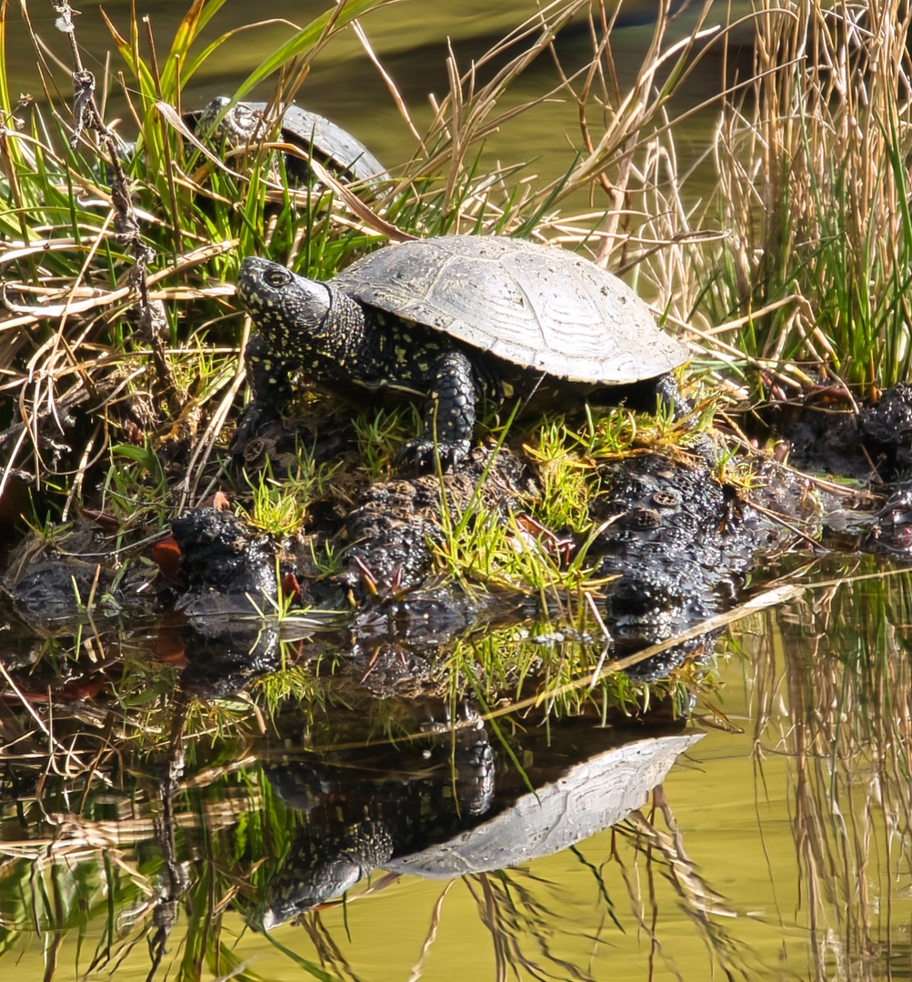 Gespiegelte Sumpfschildkröte