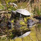 Gespiegelte Sumpfschildkröte