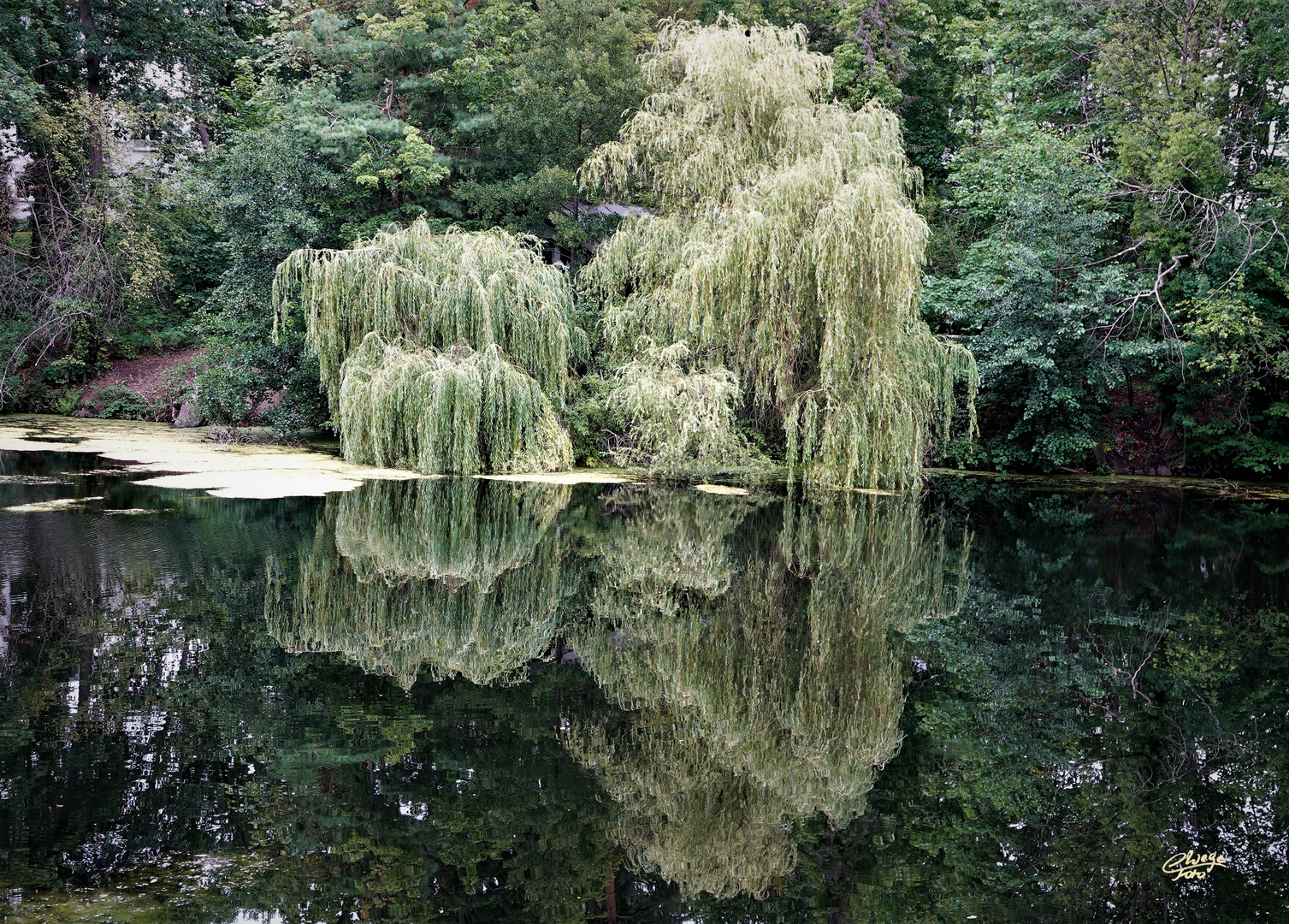 Gespiegelte Trauerweide