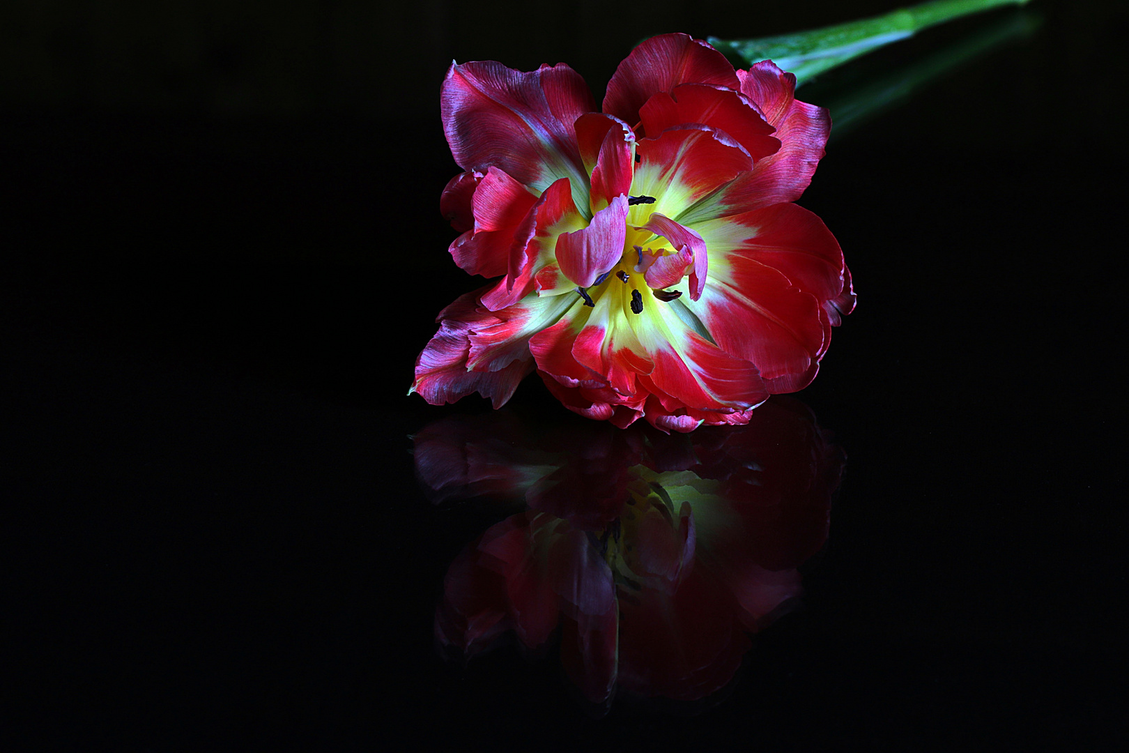 gespiegelte Tulpe