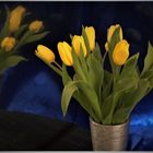 Gespiegelte Tulpen (1)