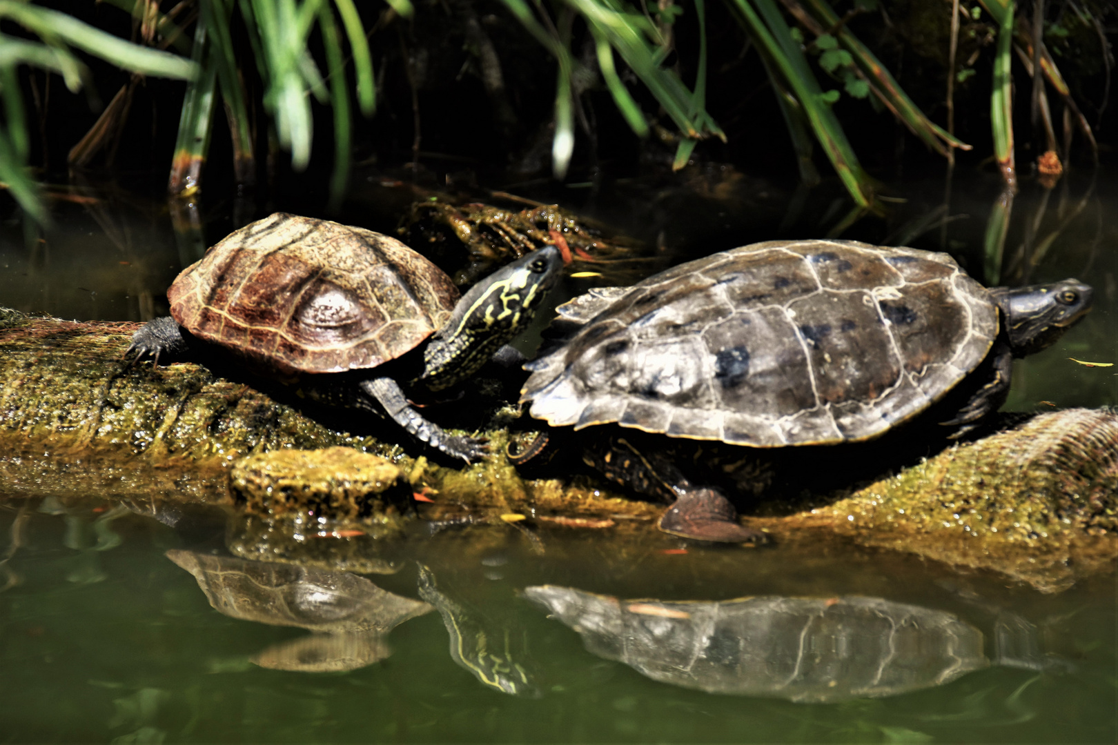 gespiegelte  Wasserschildkröten