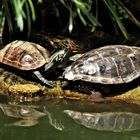 gespiegelte  Wasserschildkröten