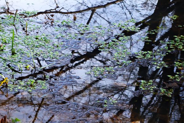 Gespiegelte Welten am winterlichen Bach