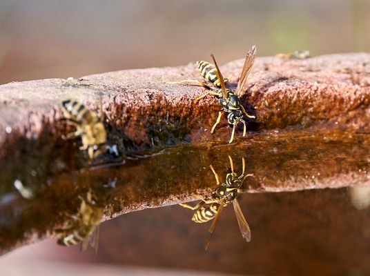 gespiegelte Wespen