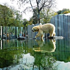 Gespiegelter Bär - at the zoo