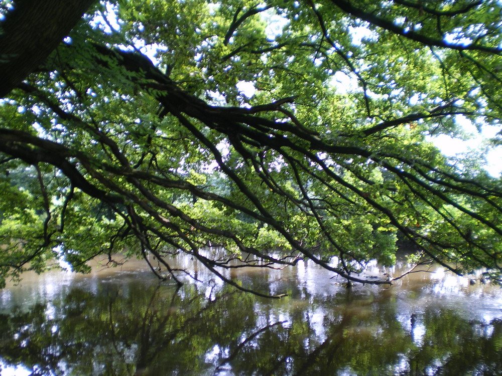 gespiegelter baum 2