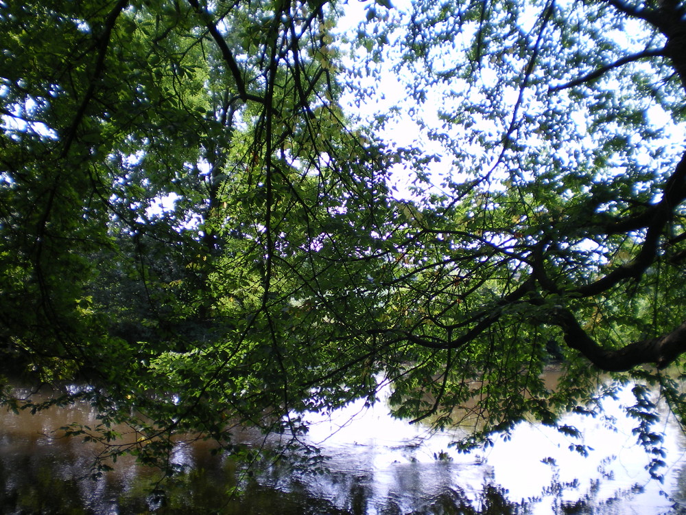 gespiegelter baum 3