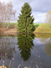 gespiegelter Baum