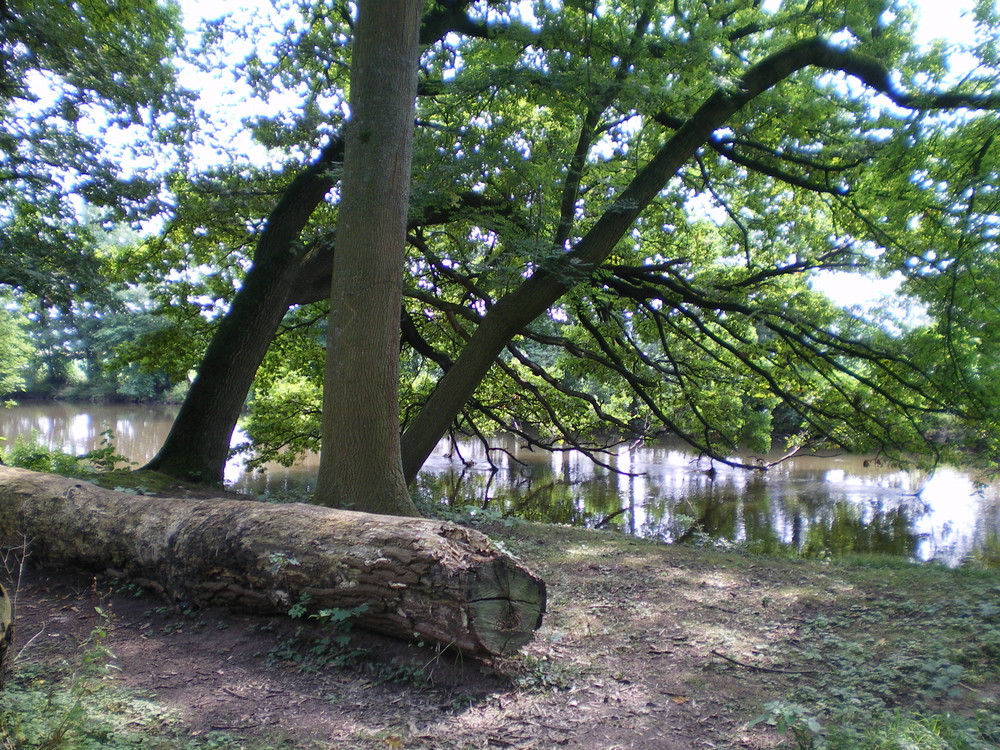 gespiegelter baum