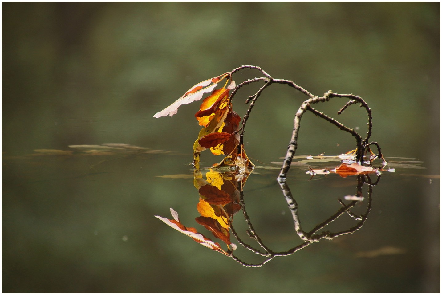 Gespiegelter Herbst