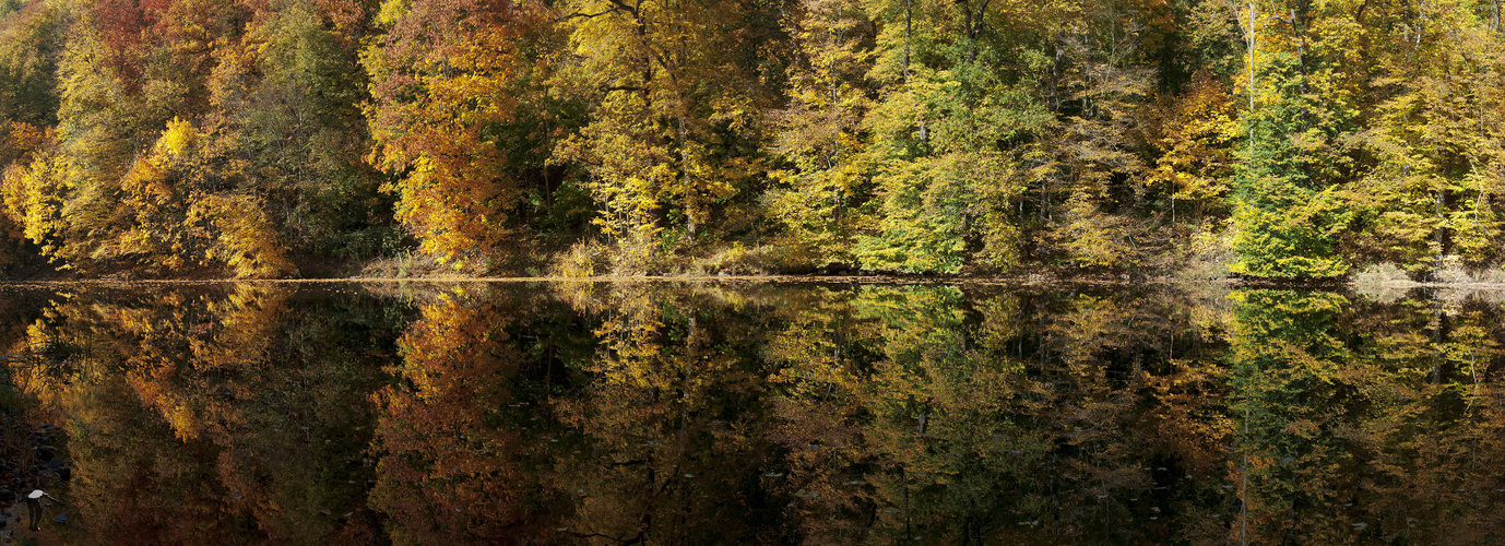 gespiegelter Herbstwald