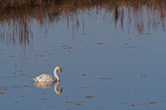 Gespiegelter Höckerschwan im NSG Am Tibaum in den Lippeauen zwischen Hamm und Werne