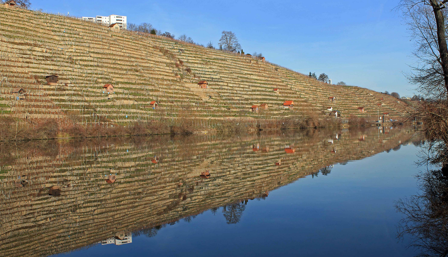 Gespiegelter Riesling