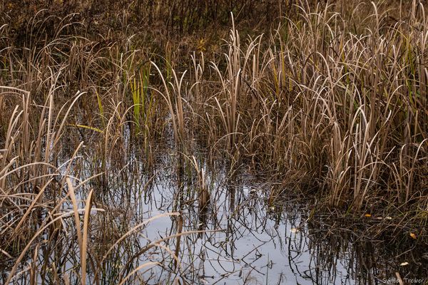 Gespiegelter Schilf