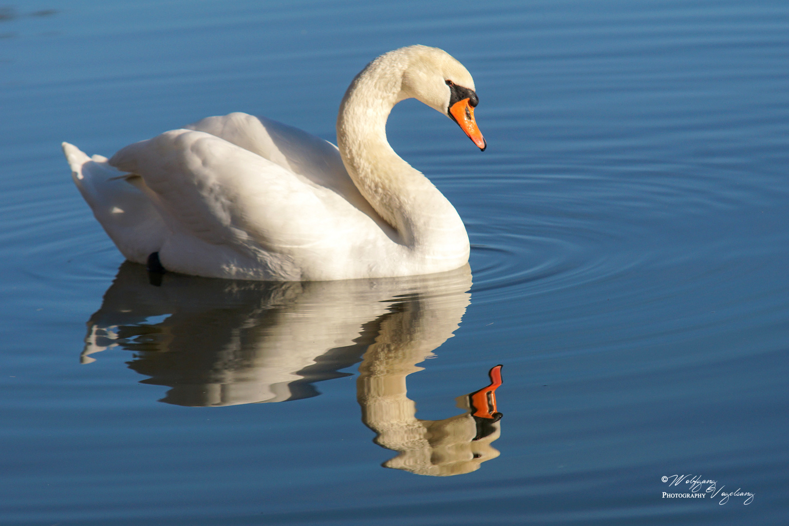 gespiegelter Schwan