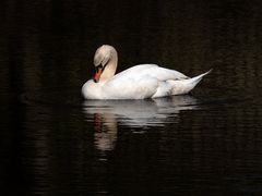 ~ gespiegelter Schwan ~ 