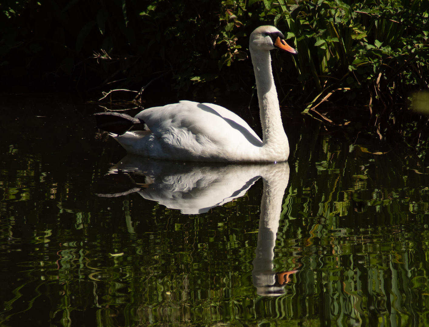 gespiegelter Schwan