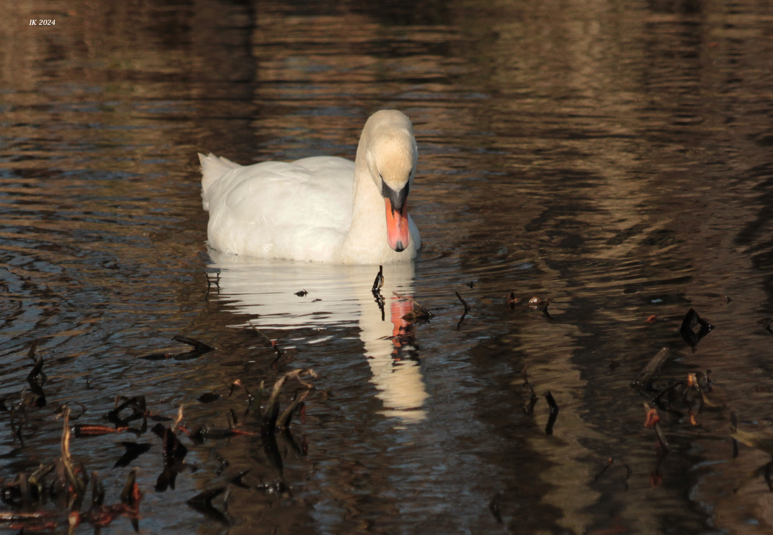 Gespiegelter Schwan...