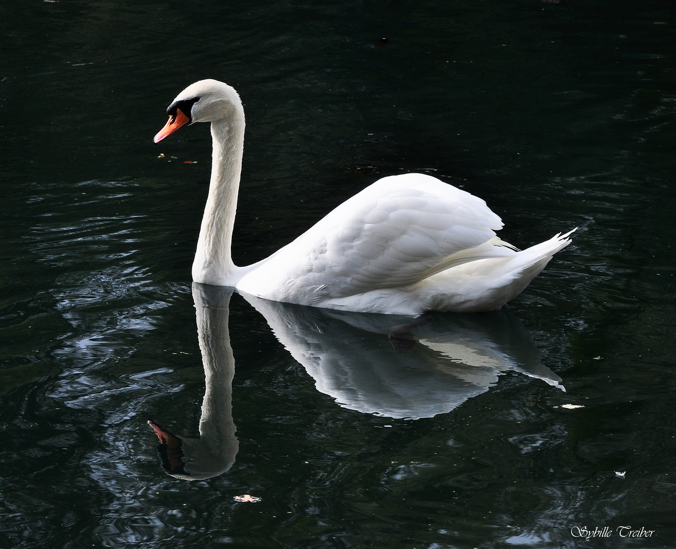 Gespiegelter Schwan