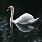 Gespiegelter Schwan