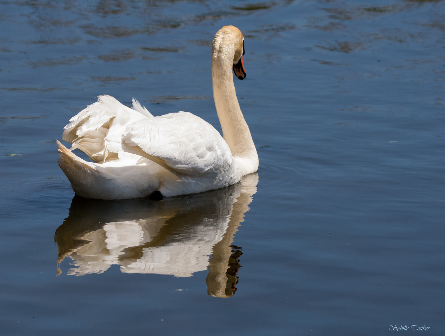 Gespiegelter Schwan