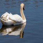 Gespiegelter Schwan