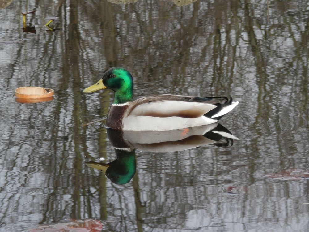 "Gespiegelter" Stockenten-Erpel im Gartenteich