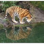 Gespiegelter Tiger