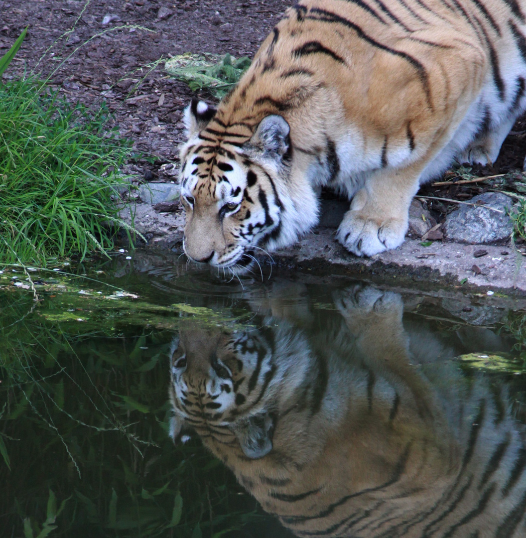 Gespiegelter Tiger