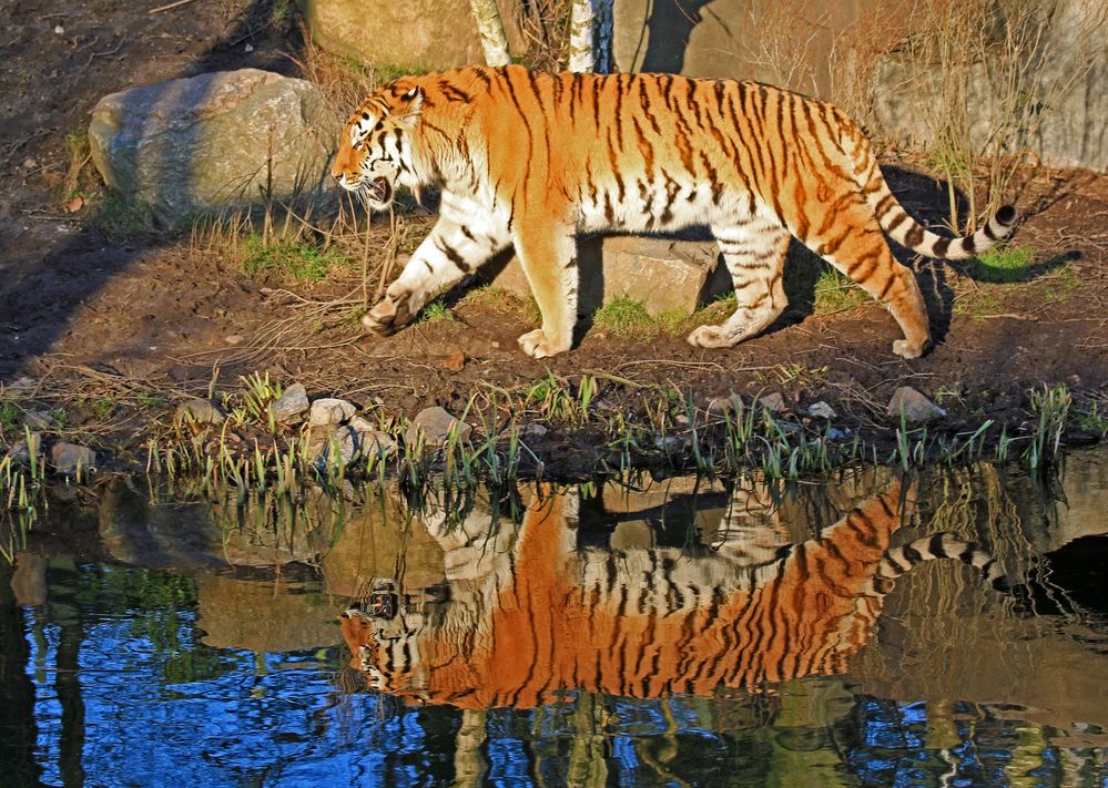 Gespiegelter Tiger
