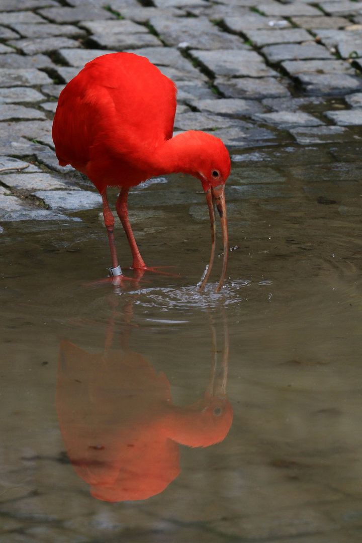 Gespiegelter Vogel