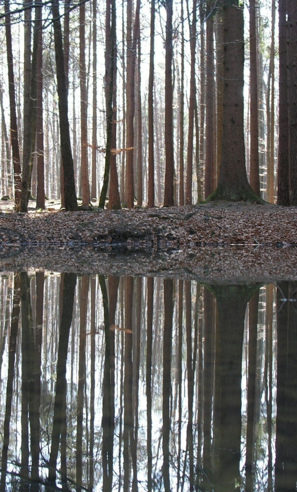 gespiegelter wald