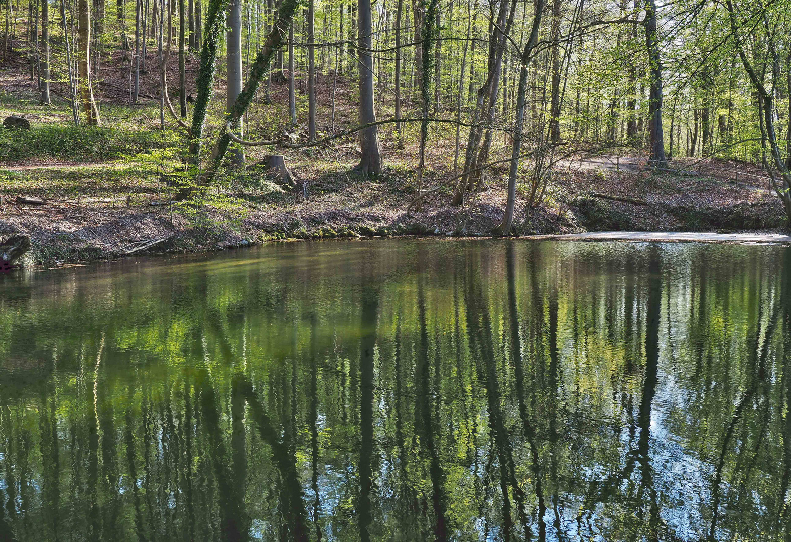 Gespiegelter Wald