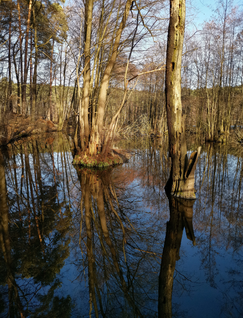 "gespiegelter Wald" 