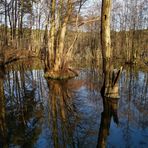 "gespiegelter Wald" 