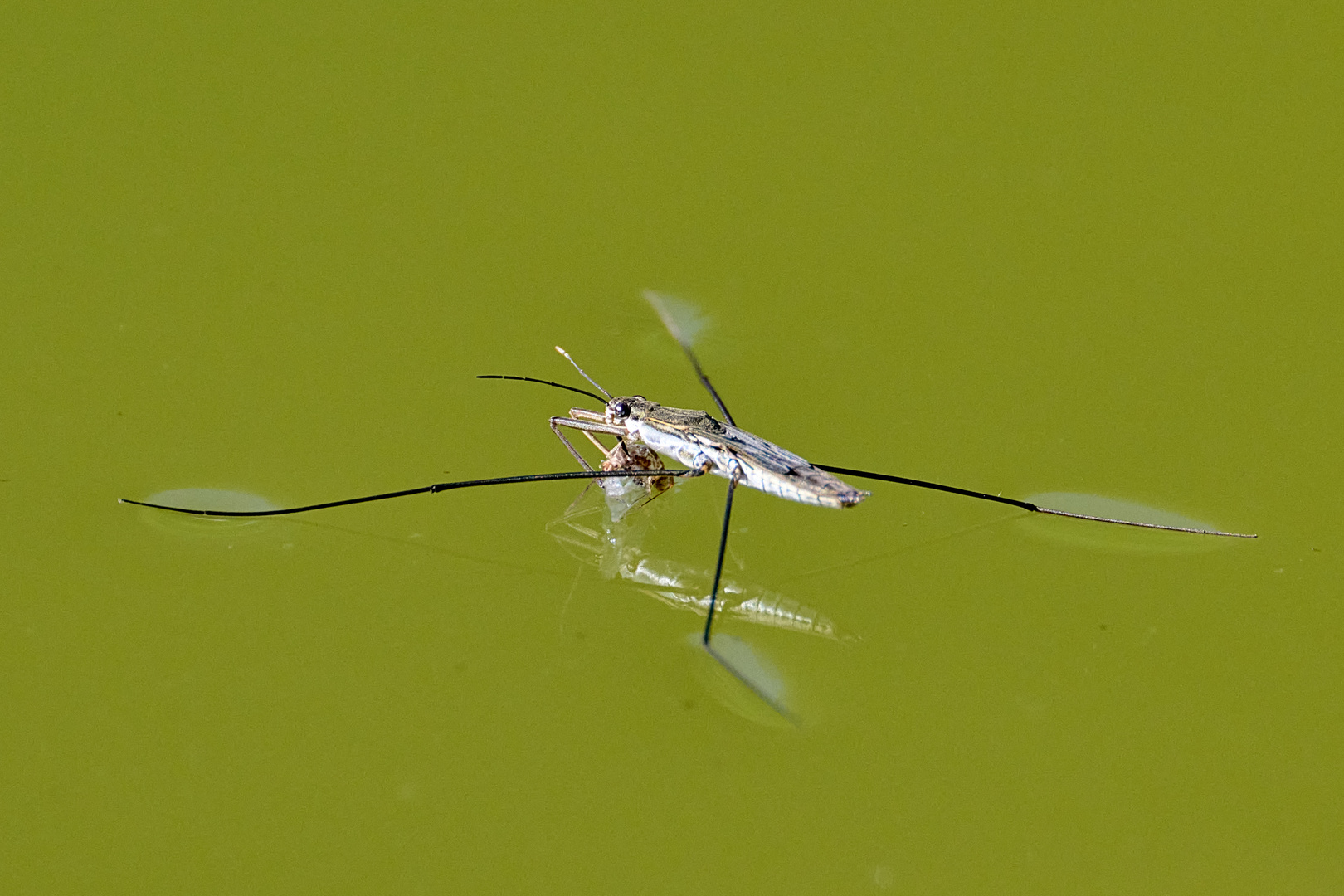 gespiegelter Wasserläufer mit Beute