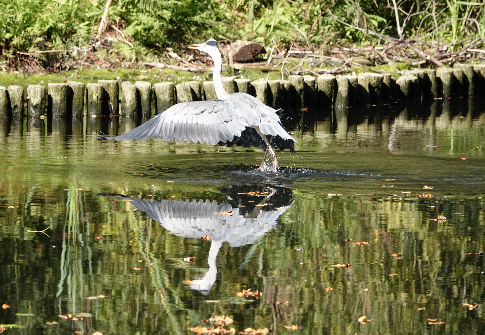 Gespiegelter Wasserlauf...