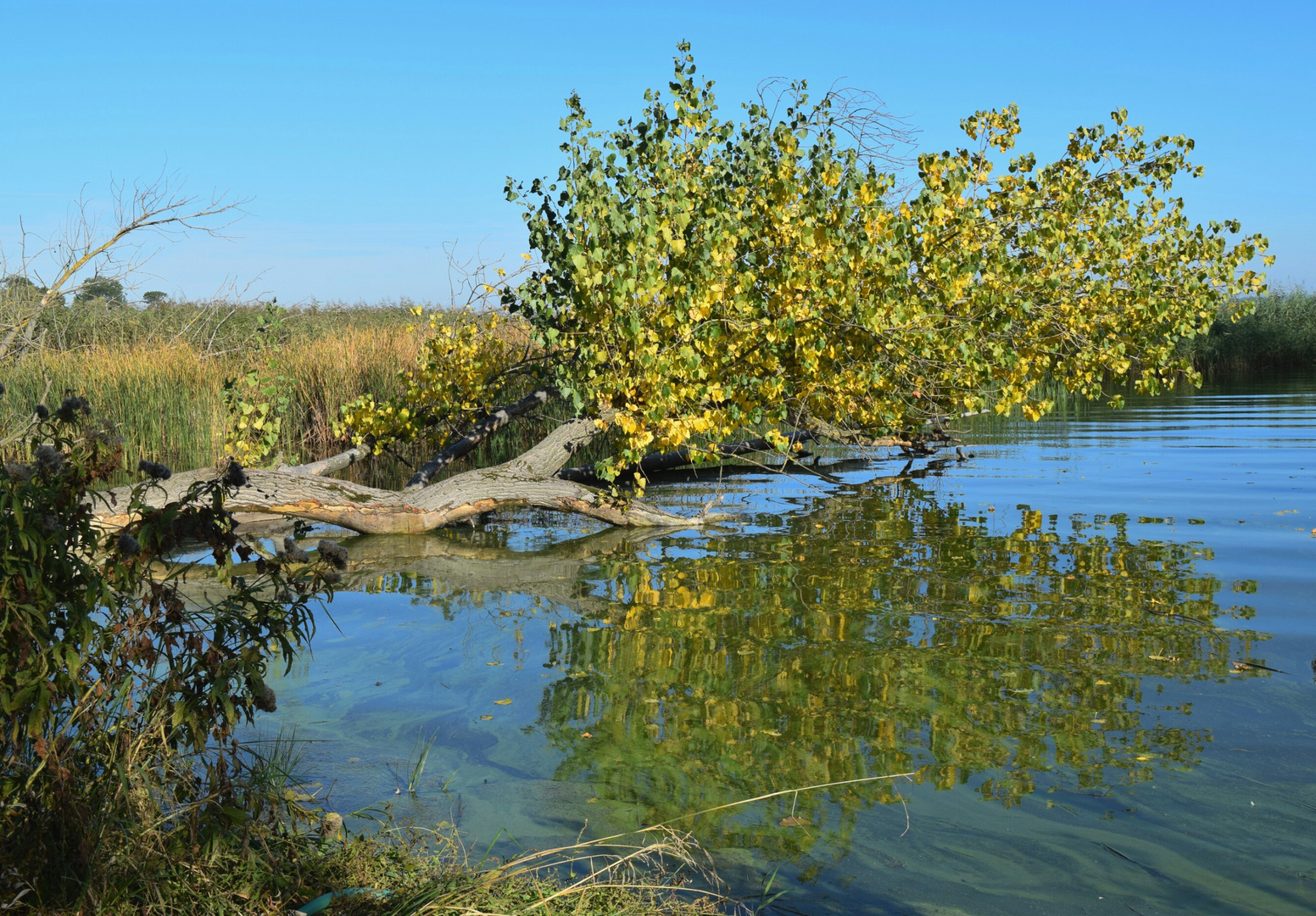 Gespiegeltes am Achterwasser