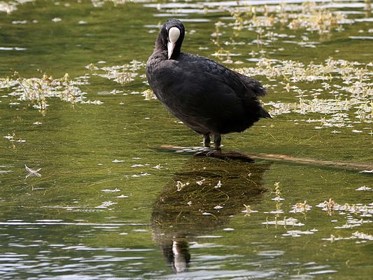 gespiegeltes Blässhuhn