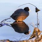 Gespiegeltes Blässhuhn - Fulica atra