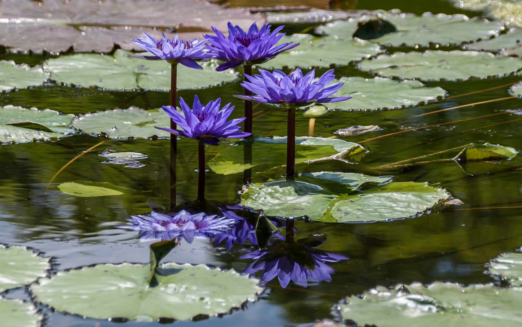 GESPIEGELTES BLAU