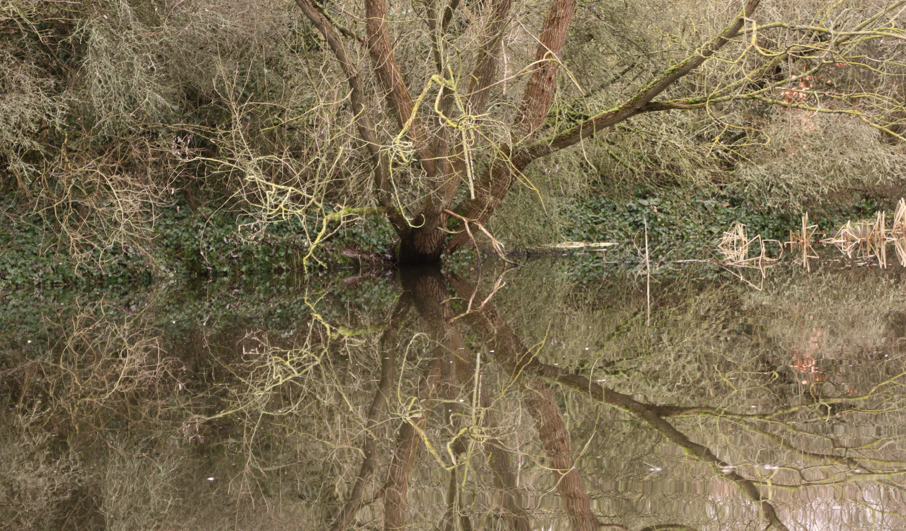 gespiegeltes Chaos am Teich