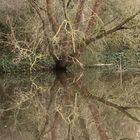 gespiegeltes Chaos am Teich
