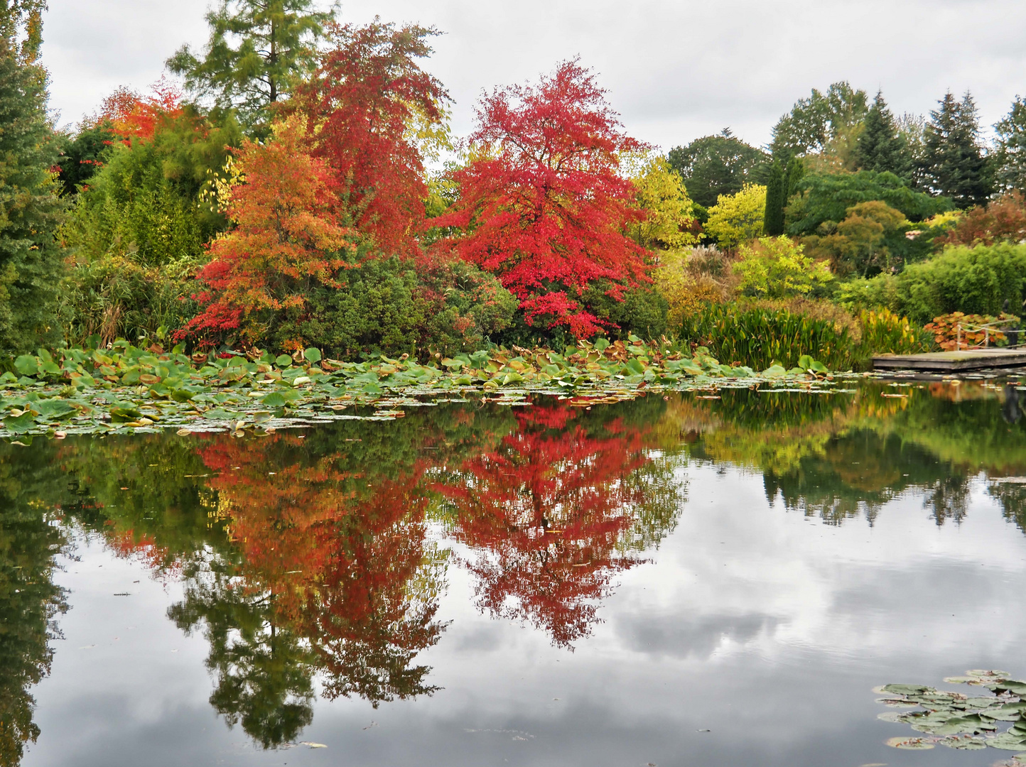 Gespiegeltes Herbstlaub