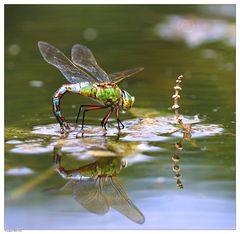 Gespiegeltes Insektenleben