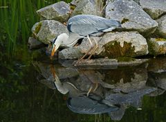 gespiegeltes Jagdglück 1