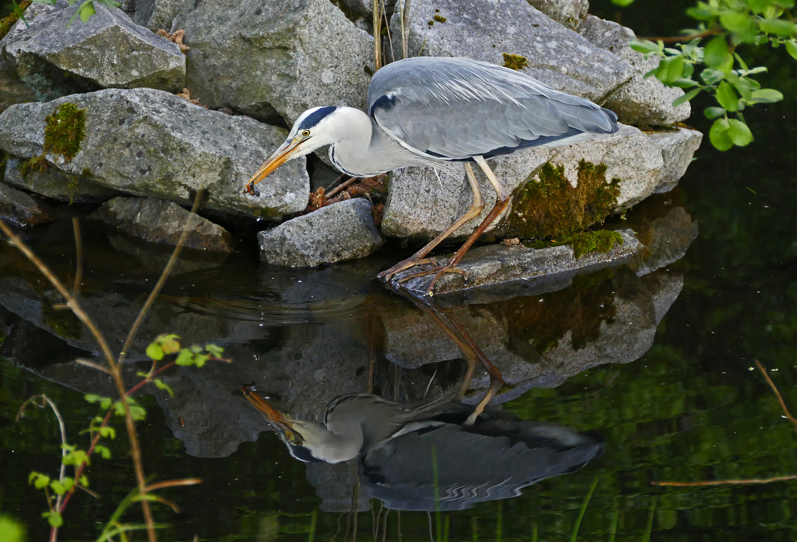 gespiegeltes Jagdglück