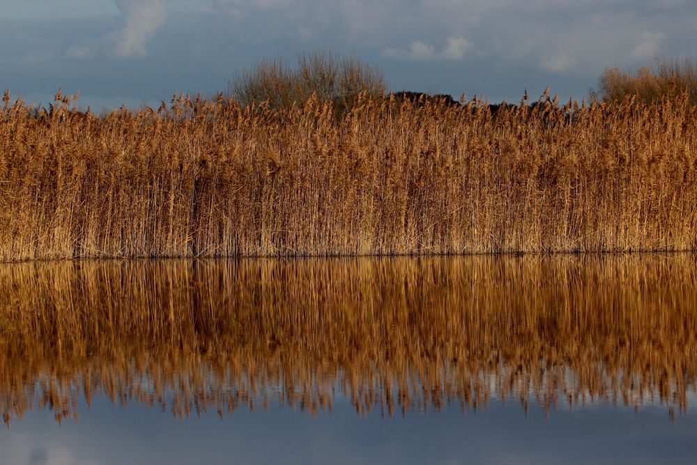 Gespiegeltes Schilf am Teich Foto & Bild world, spezial, wasser